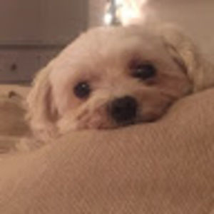 Meet your Posher, Holly